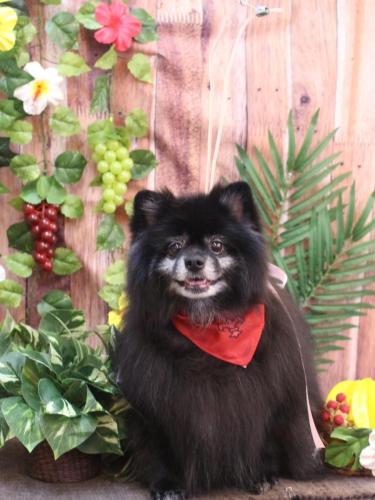 20230829ふわりちゃん